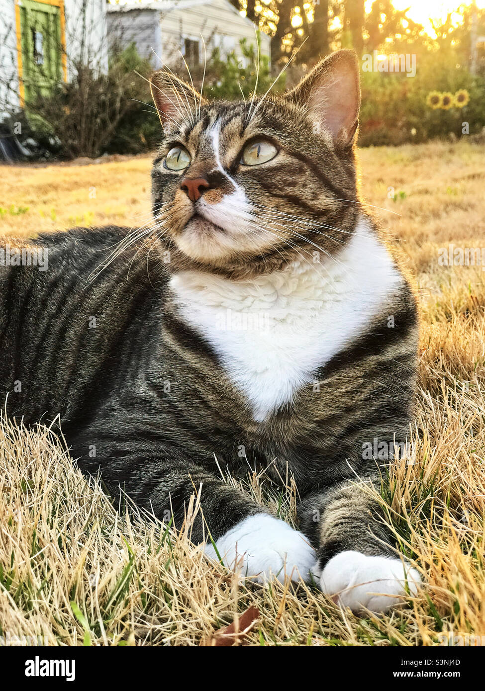 Female Short Haired Tabby Cat Laying In Dormant Zoysia Grass With The 