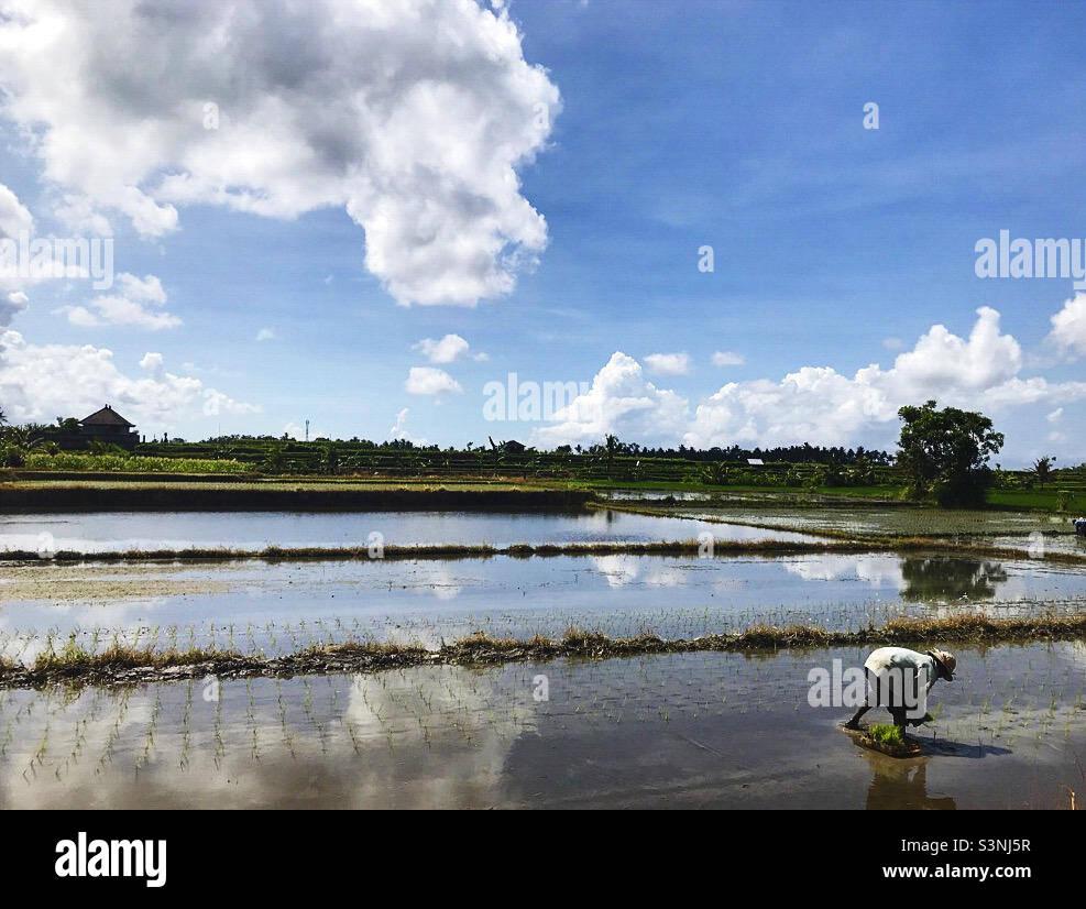 Man in rice field hi-res stock photography and images - Alamy