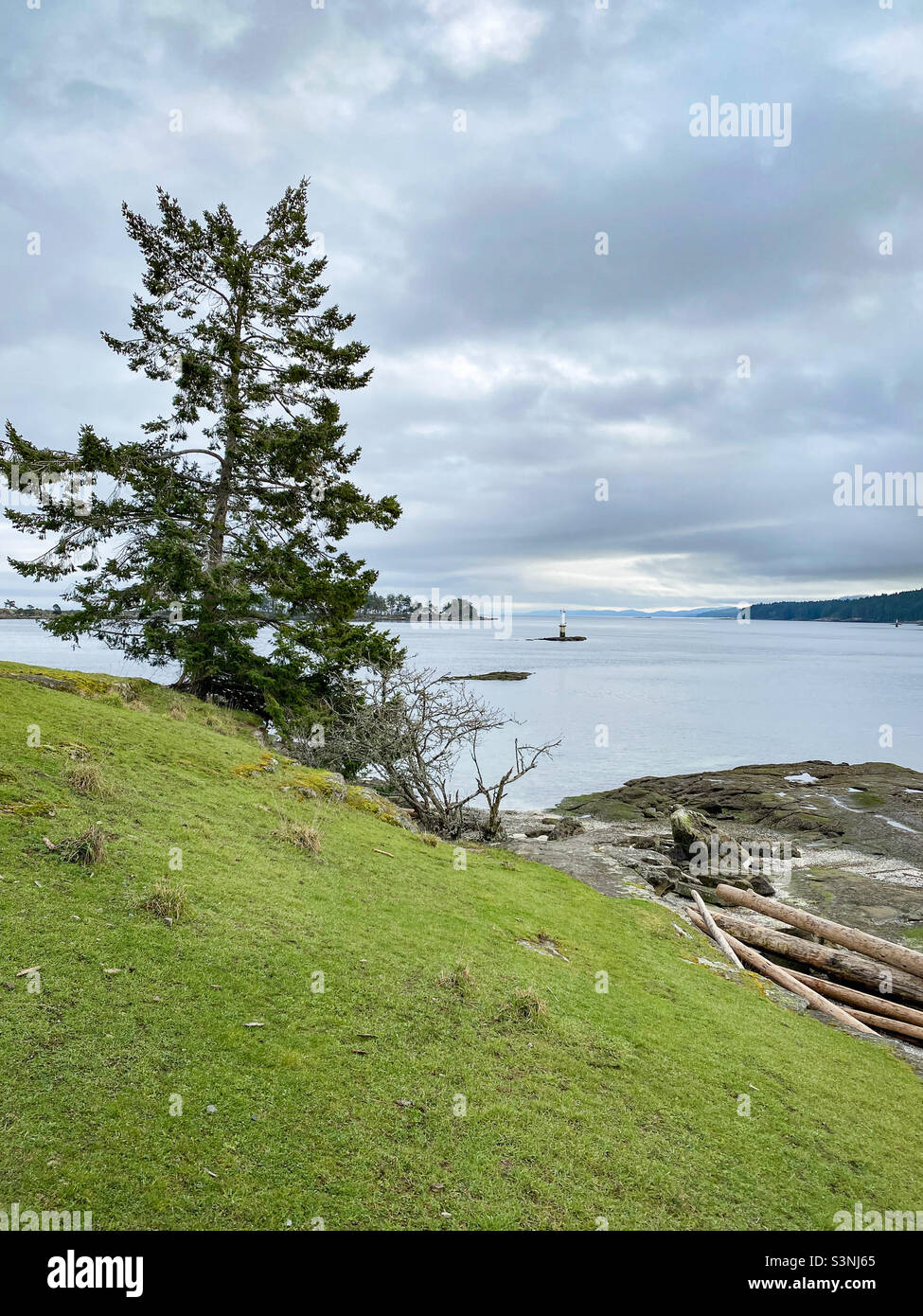 A lone tree overlooks the rocky shore and water on a bright but overcast winter day at Drumbeg Park on Gabriola Island, British Columbia. - Smartphone Captured Stock Image