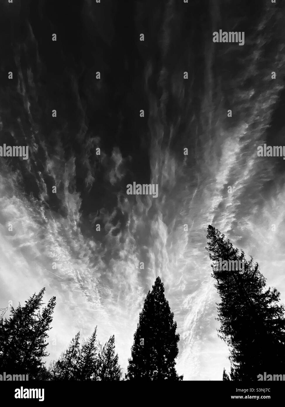 Cloudscape over redwoods, in black and white - Smartphone Captured Stock Image