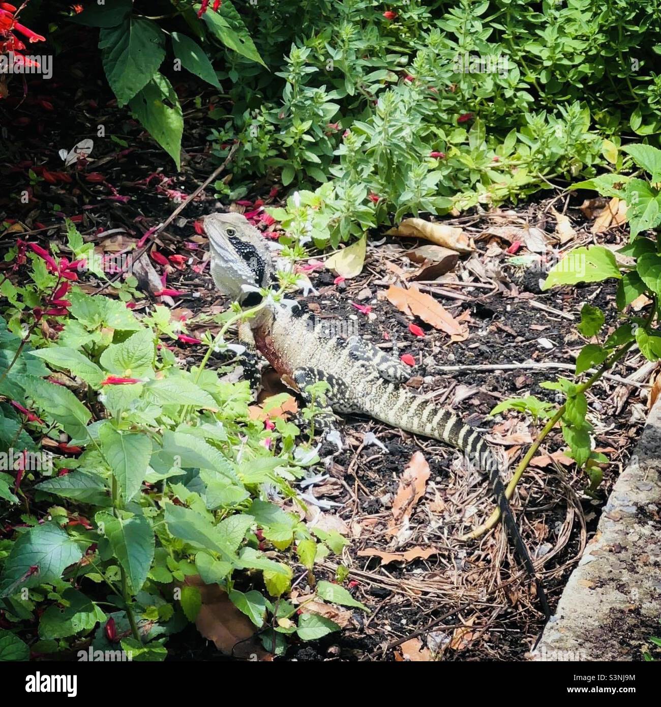 Australian water dragon found outside the backyard. Stock Photo