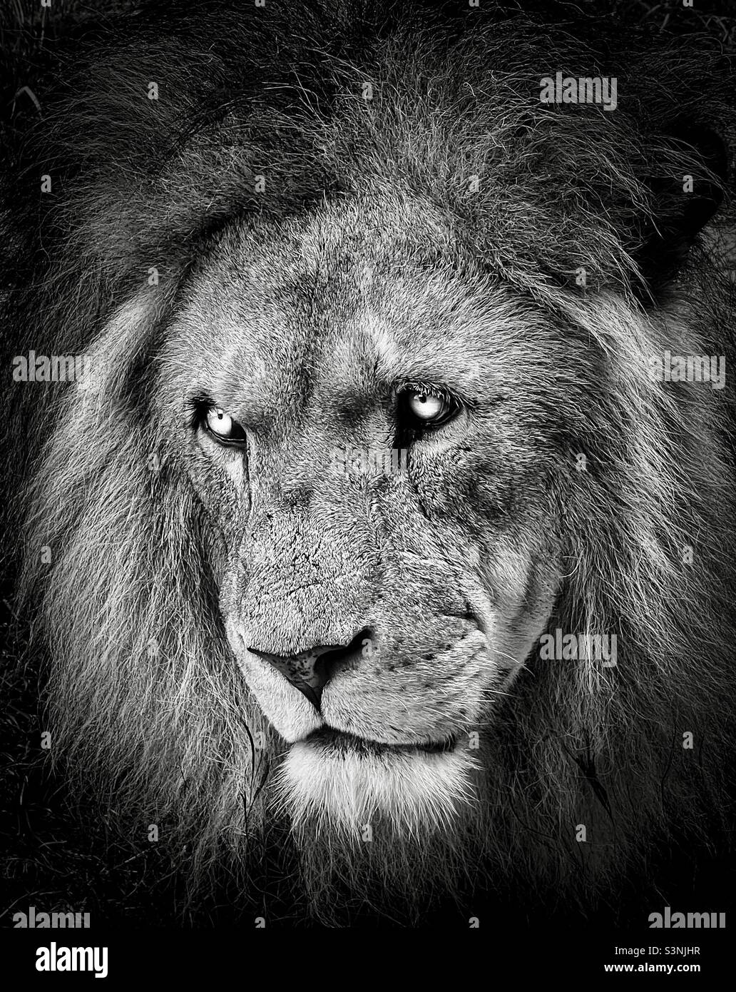 Lion - Smartphone Captured Stock Image