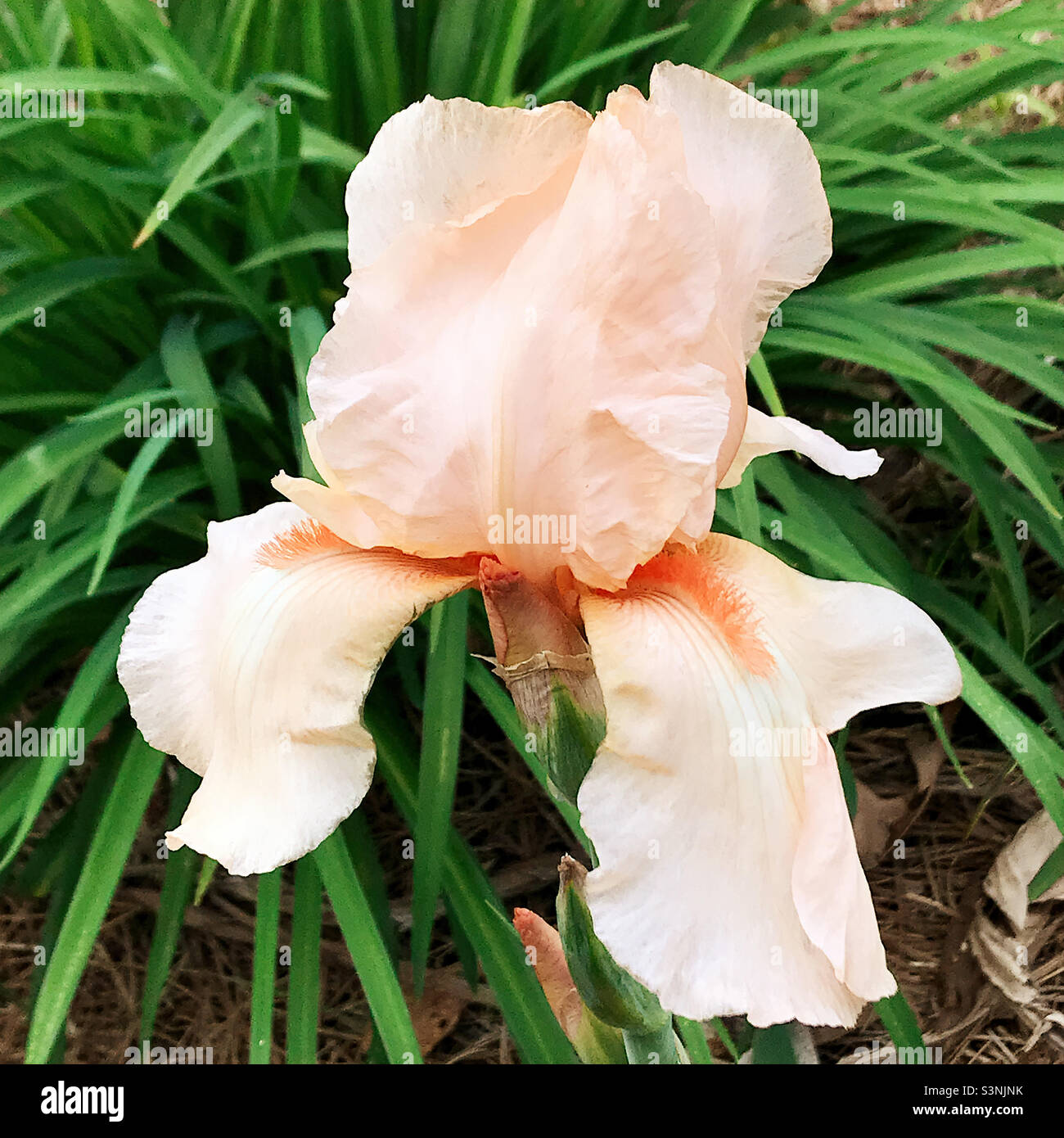 Beautiful peach colored bearded Iris flower blossom. Stock Photo
