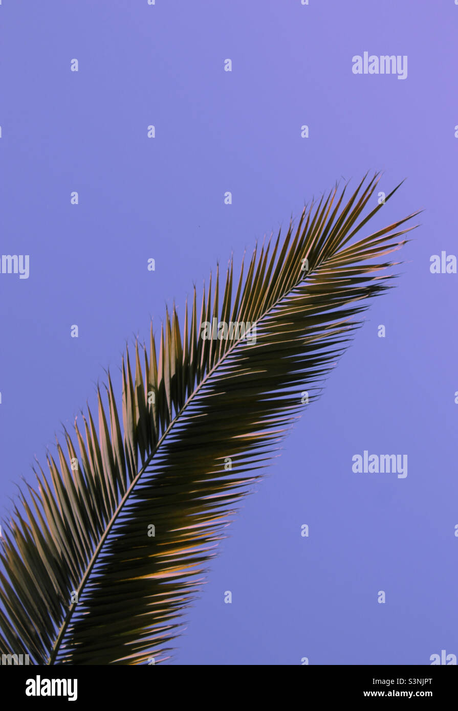 Palm leaf on the purple background - Smartphone Captured Stock Image