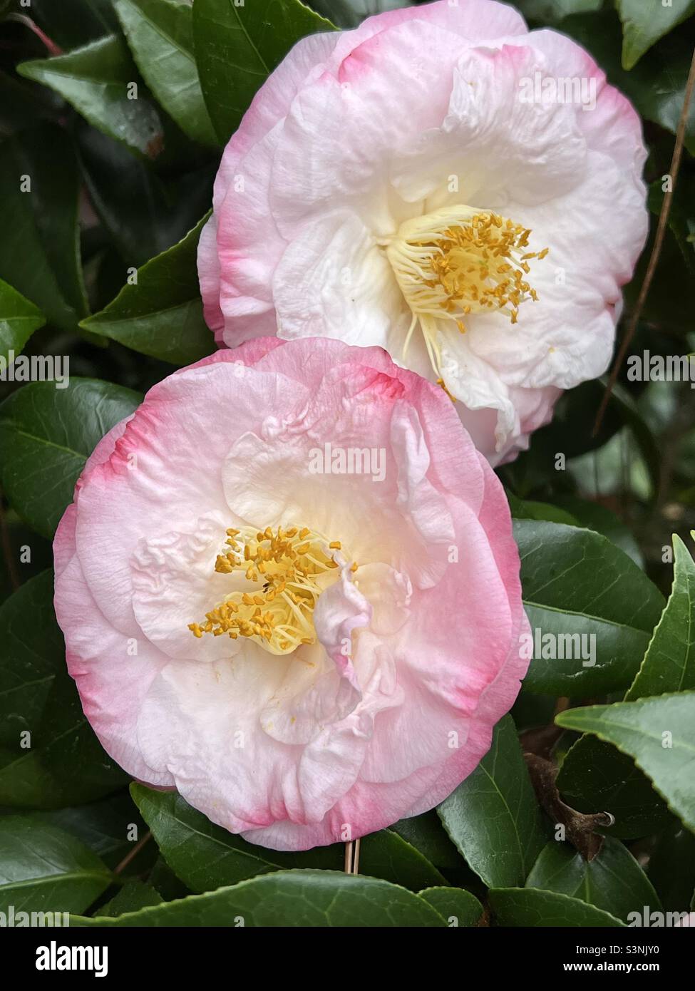 Two pink and white camellia flowers - Smartphone Captured Stock Image