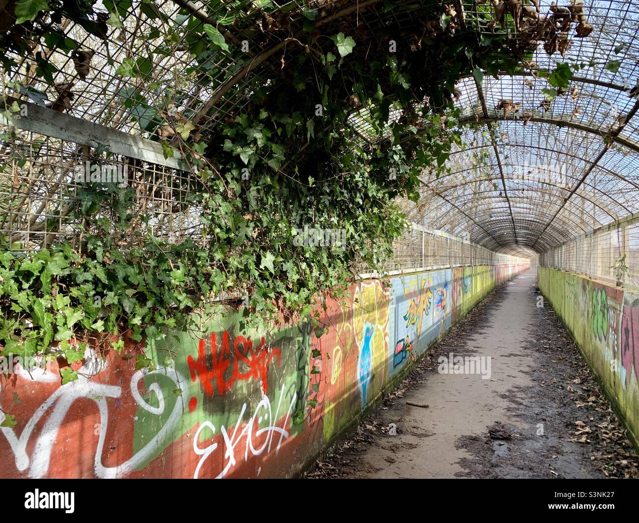 Grafitti on walkway with overgrown ivy Stock Photo