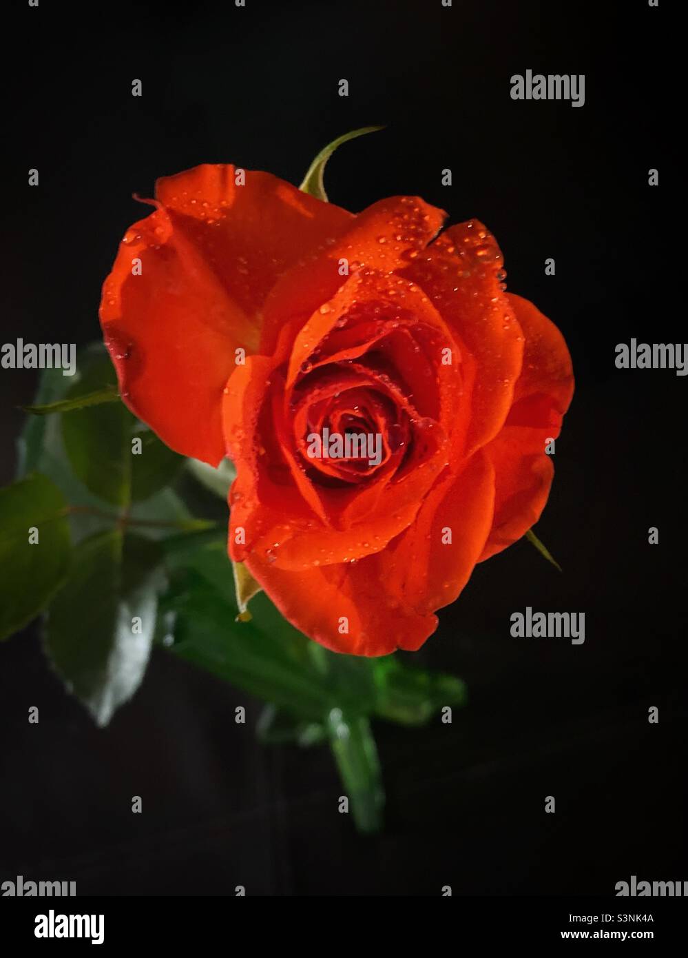 Red rose wet with water droplets over black background - Smartphone Captured Stock Image