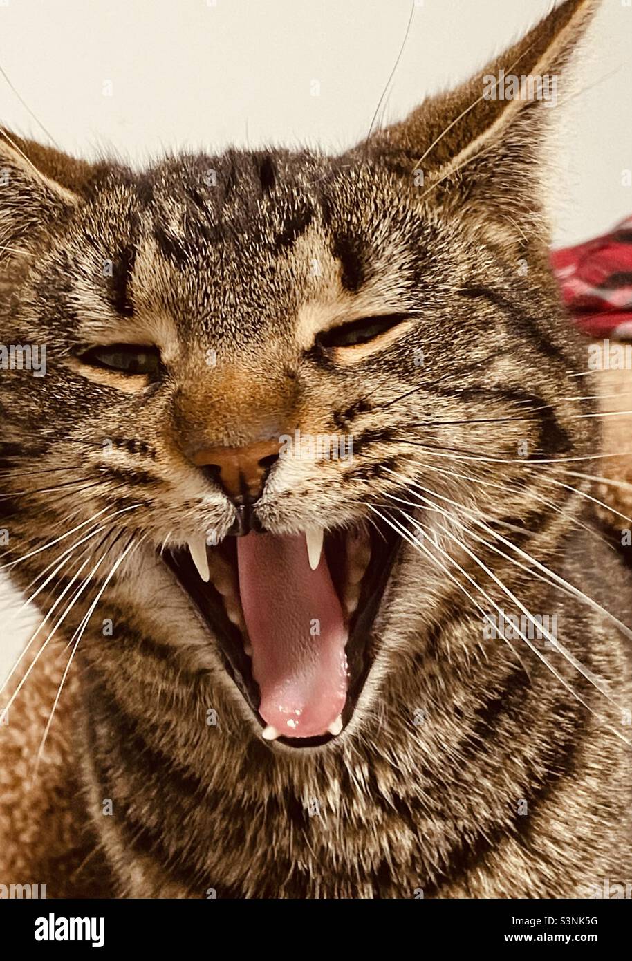 Tongue of cat hires stock photography and images Alamy