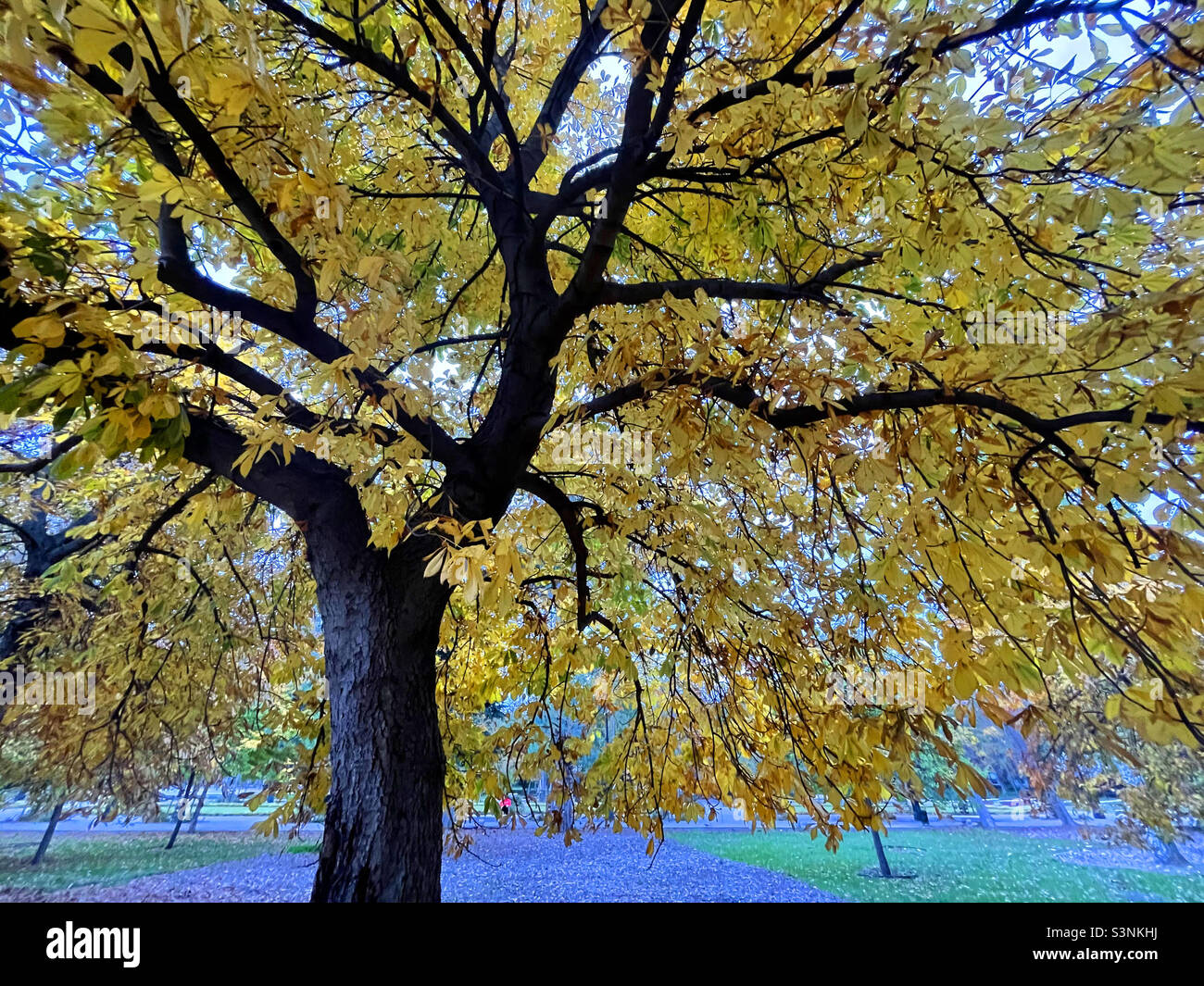 Autumn tree - Smartphone Captured Stock Image