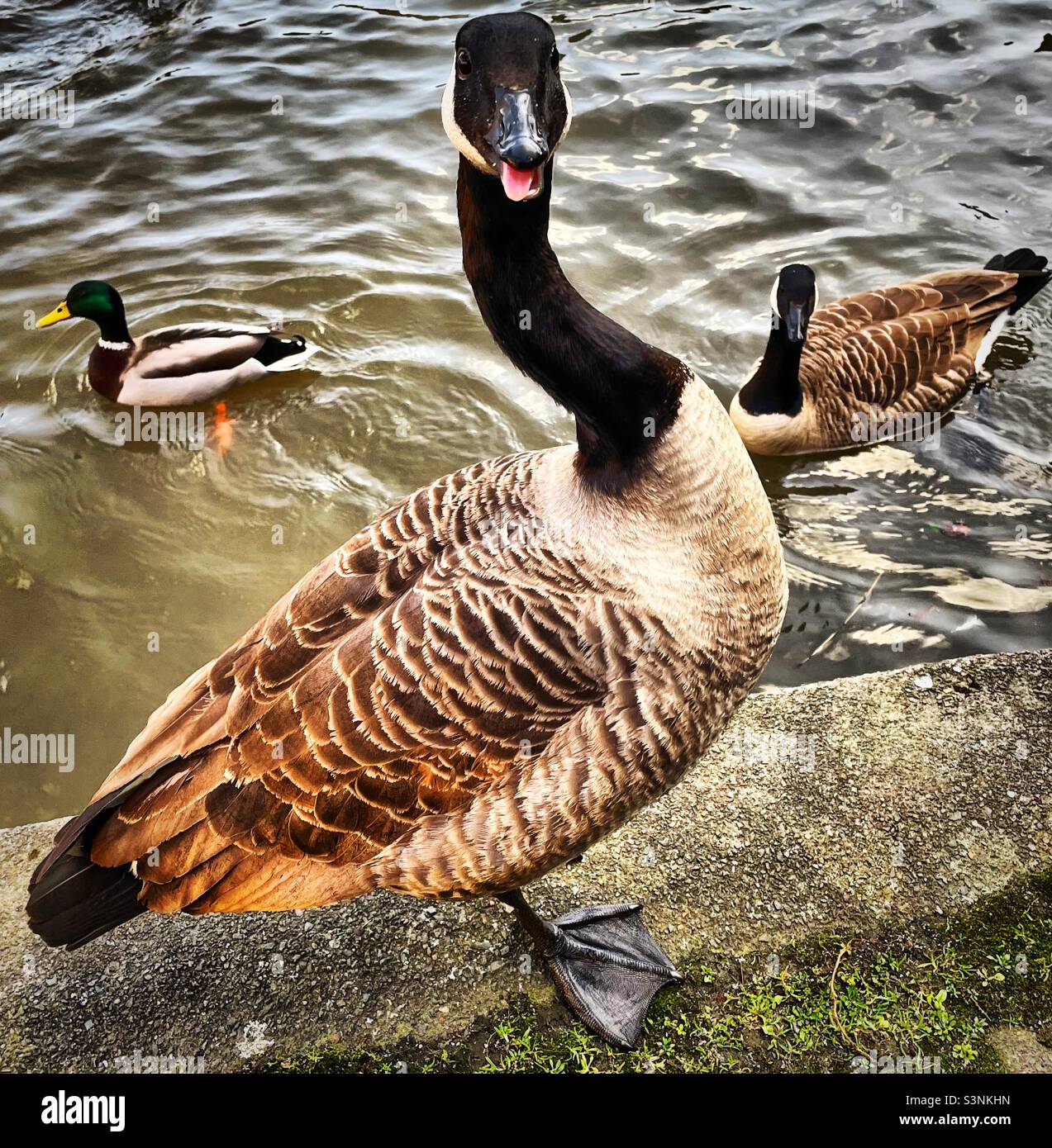 ‘No Pictures Please’ a Canada Goose is less than impressed with having its picture taken and hisses at the camera. His friend looks on as a Mallard Duck minds its own business Stock Photo