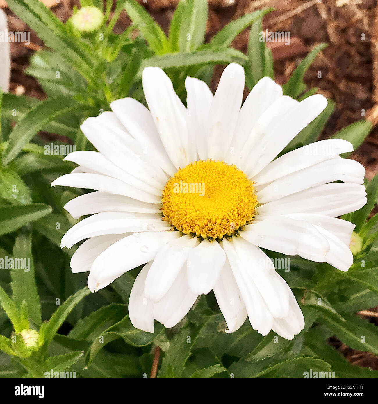 A single daisy flower blossom. Stock Photo