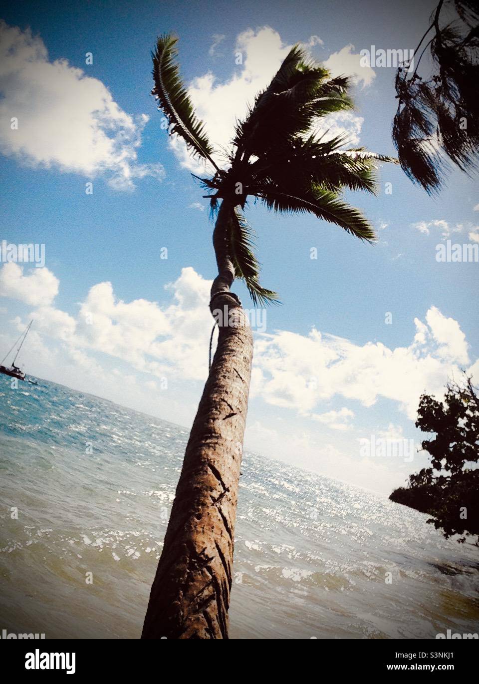 Coconut tree at a beach in Tonga. Stock Photo