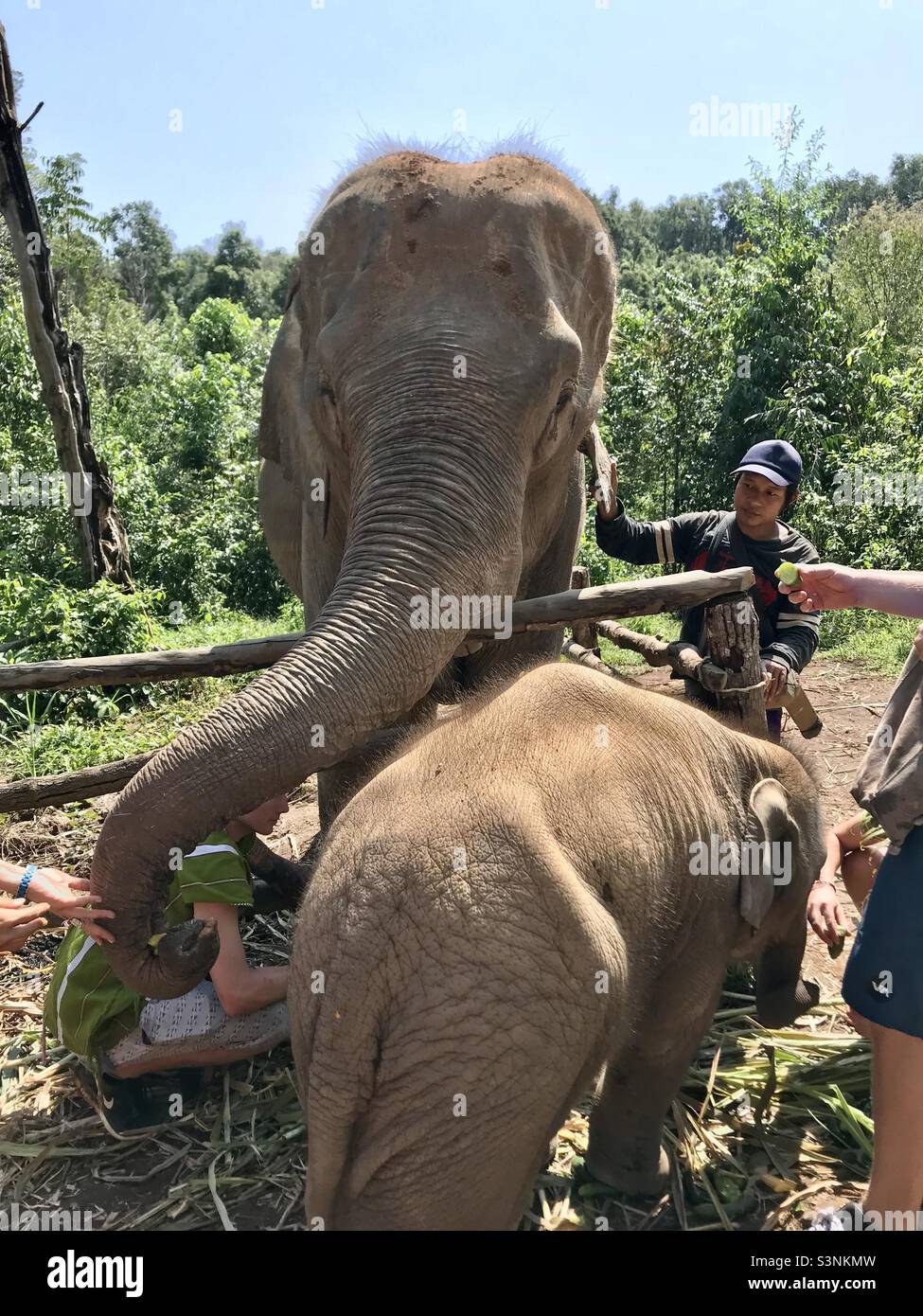 My son is in there under mama. Wonderful time with elephants at the Elephant Village Sanctuary in Chiang Mai. Stock Photo