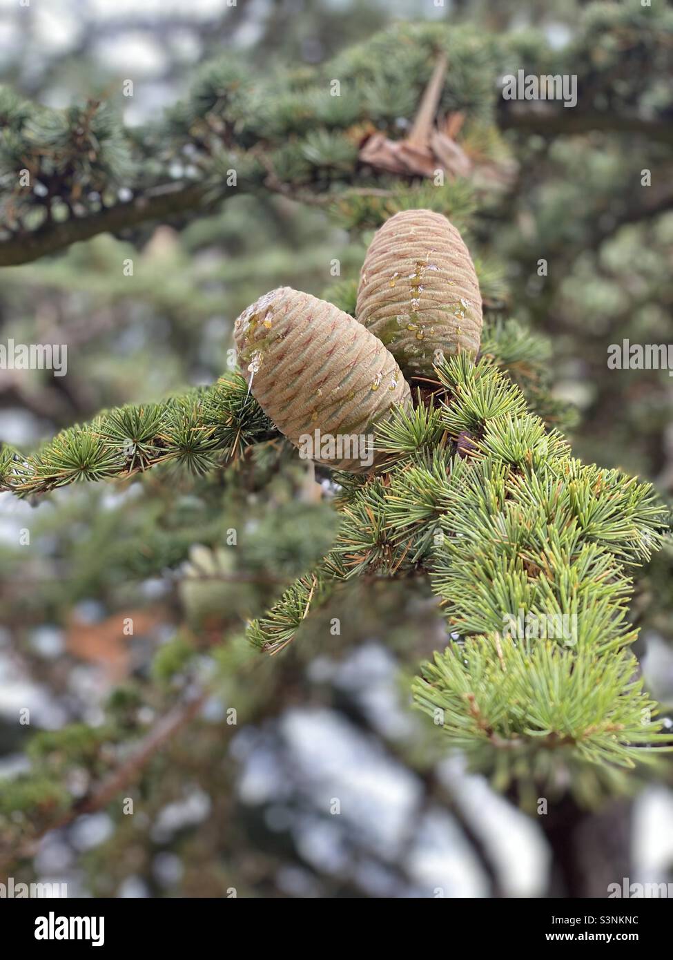 Libani hi-res stock photography and images - Alamy