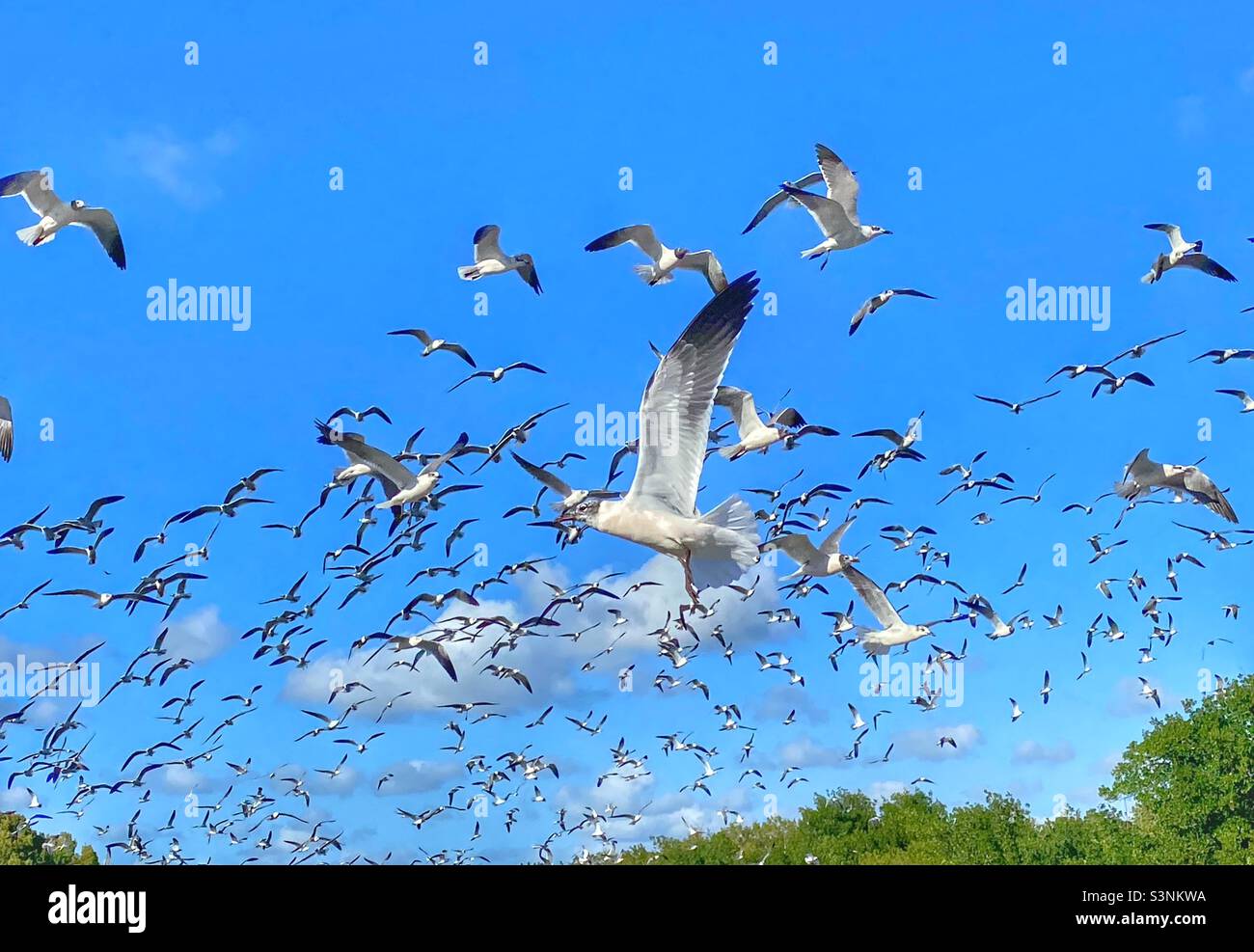 A flockof seagulls Stock Photo
