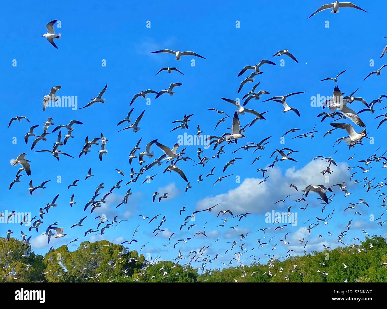 Flock of seagulls Stock Photo