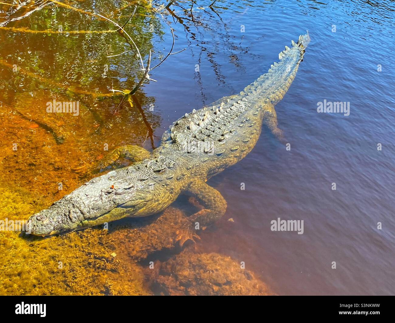 Crocodile in Everglades National park Stock Photo