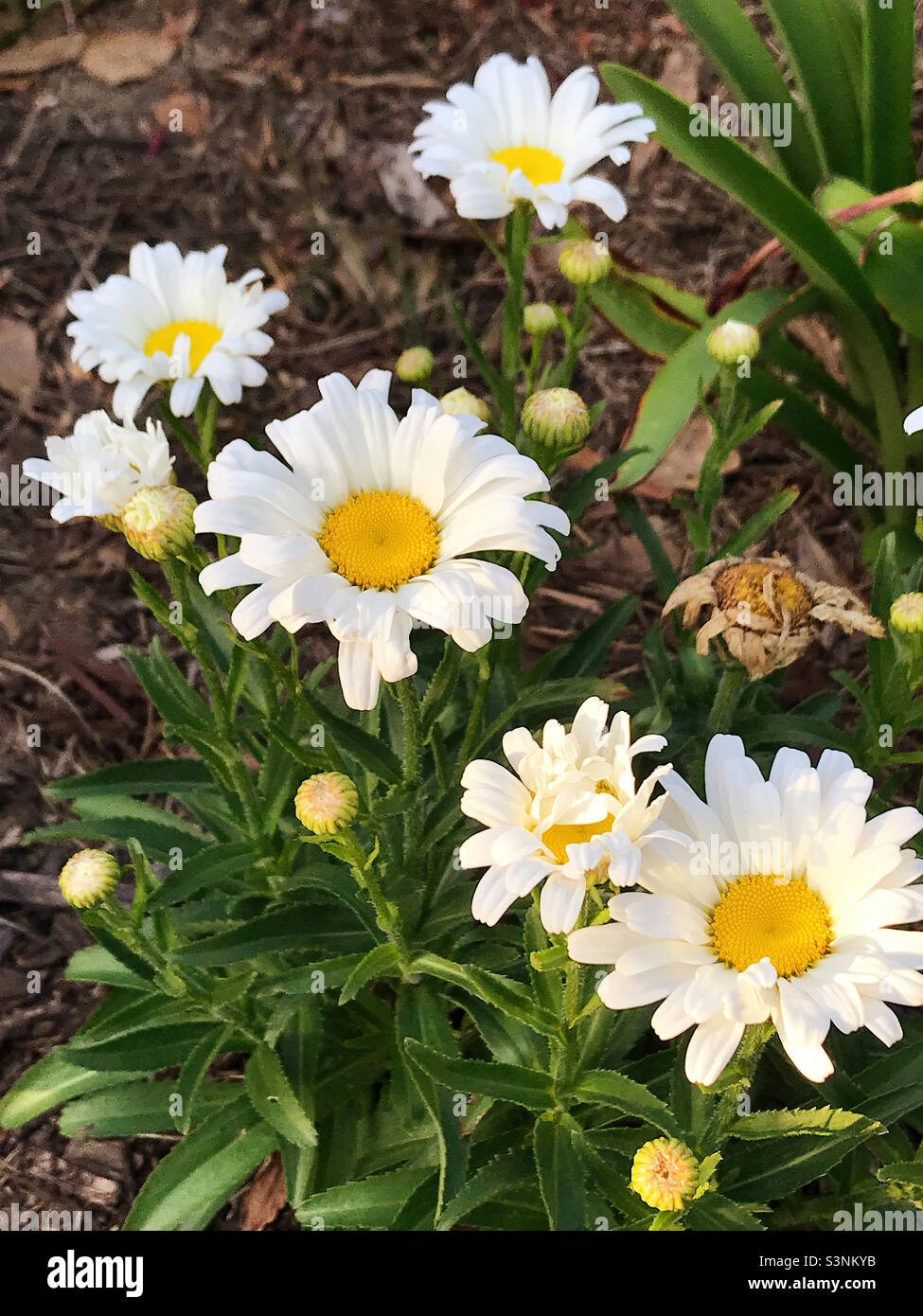 Common daisy growing hi-res stock photography and images - Alamy