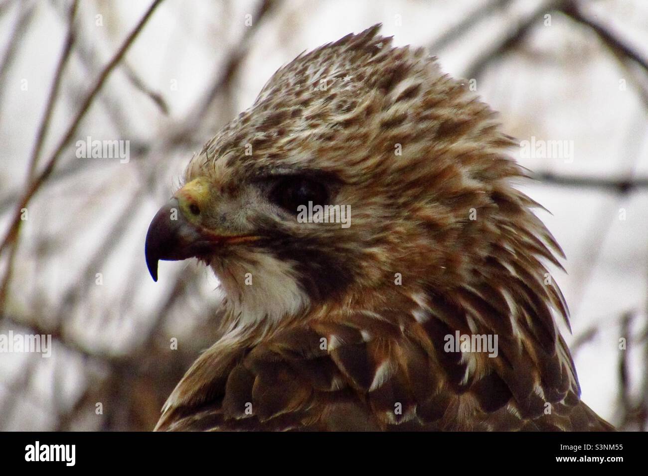 Juvenile red tailed hawk hi-res stock photography and images - Alamy