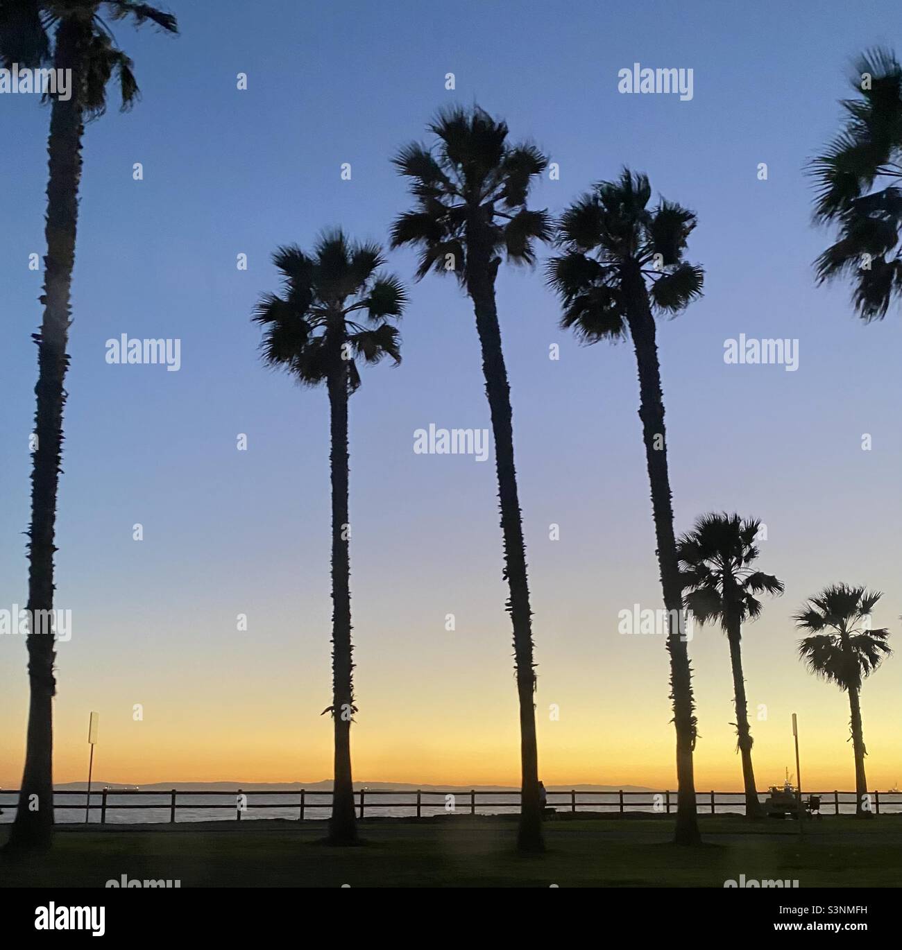 Palm trees at sunset in Huntington Beach, CA. Stock Photo