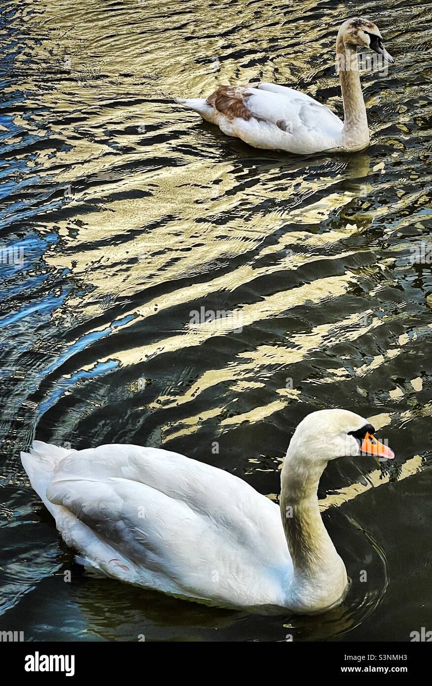 ‘Spot the Difference’ two swans line up in formation for a game of spot the difference as they make their way down the canal Stock Photo