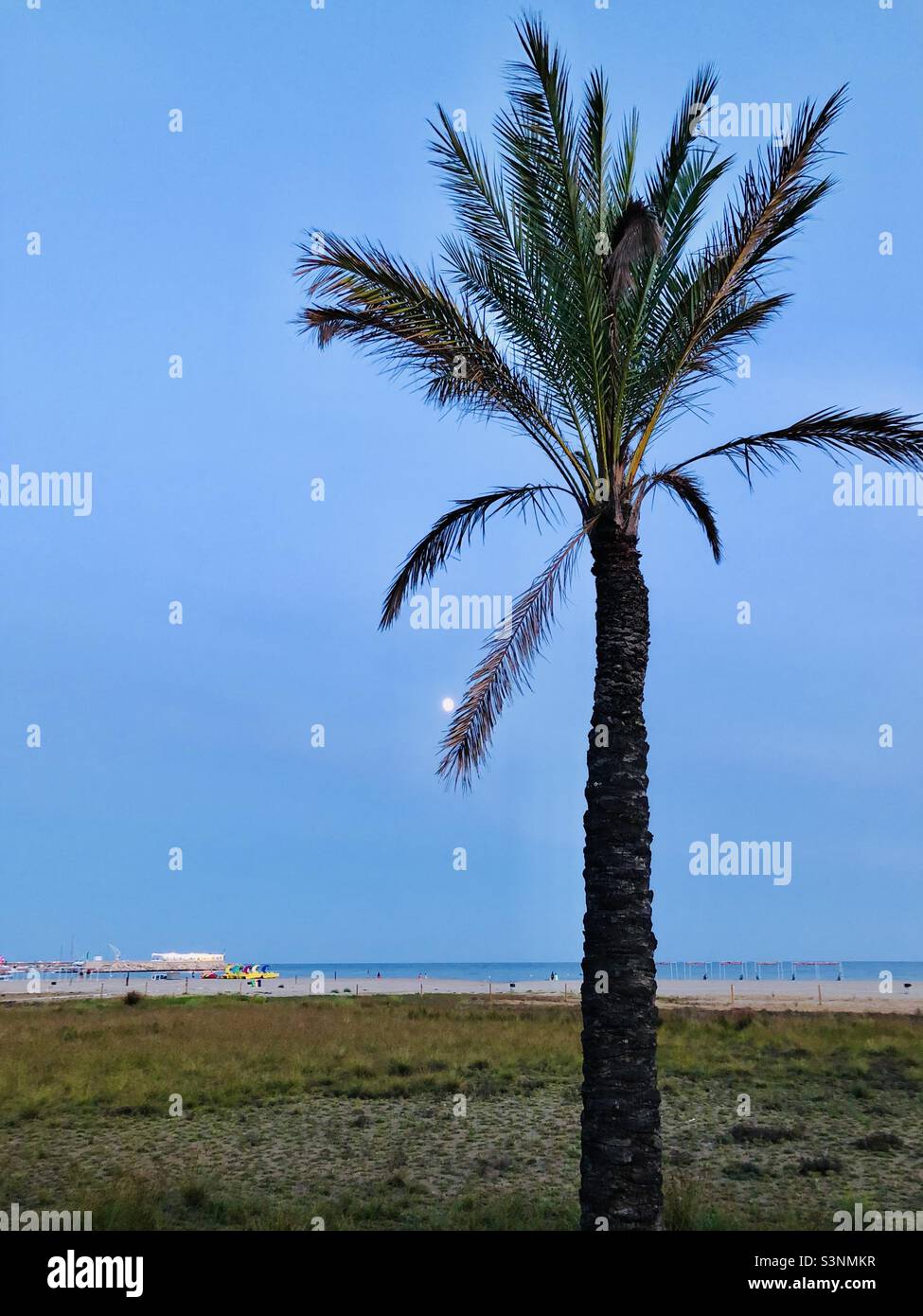 Seascape with palm tree at Coma-Ruga, Spain - Smartphone Captured Stock Image