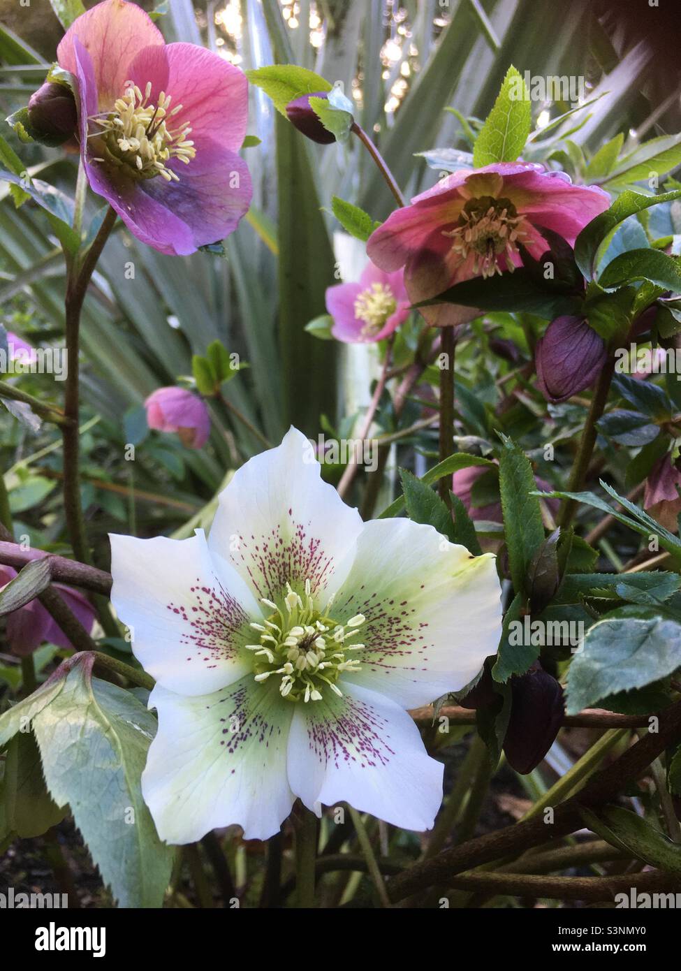 Spring flowers, hellebores, white, pink, forest , nature, beauty, green, nature - Smartphone Captured Stock Image