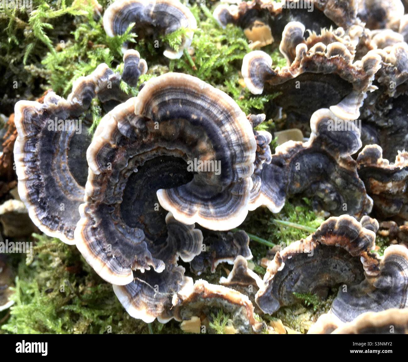 Tree moss, tree fungus, nature, beauty, forest, spiral, green, wood Stock Photo