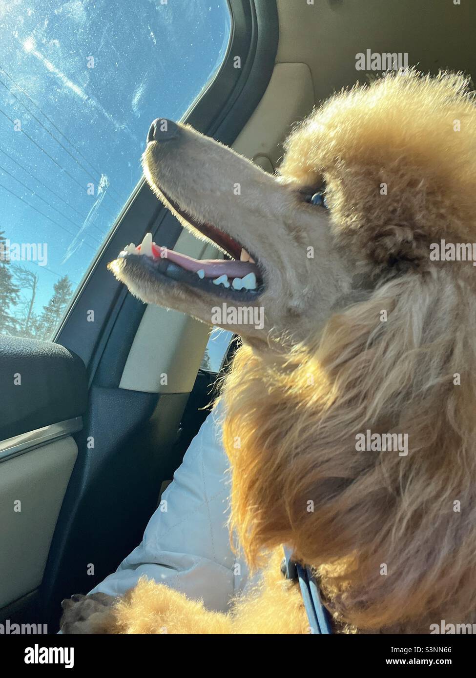 Groomed red miniature poodle inside car looking out closed window - Smartphone Captured Stock Image
