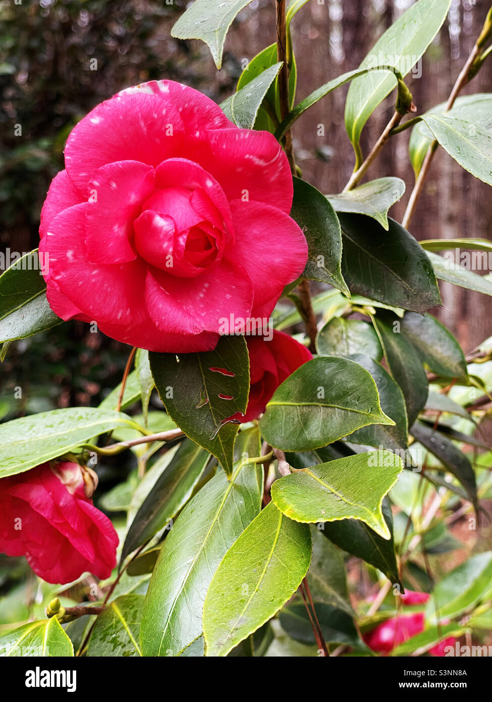 Bart Colbert camellia flower blossom. Strong pink color with splotches of white. Stock Photo