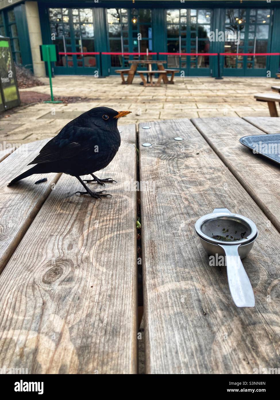 Blackbird joins afternoon tea Stock Photo