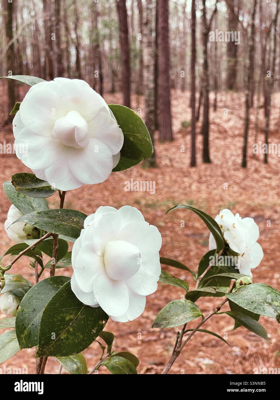 Lady Ida Pearl white colored camellia japonica  in a natural outdoor environment. Stock Photo