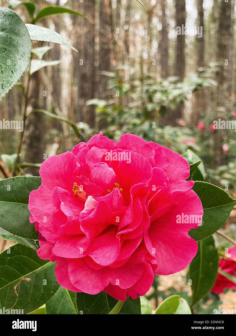 Sara Oliver camellia japonica in a natural outdoor environment. Copy space. Stock Photo