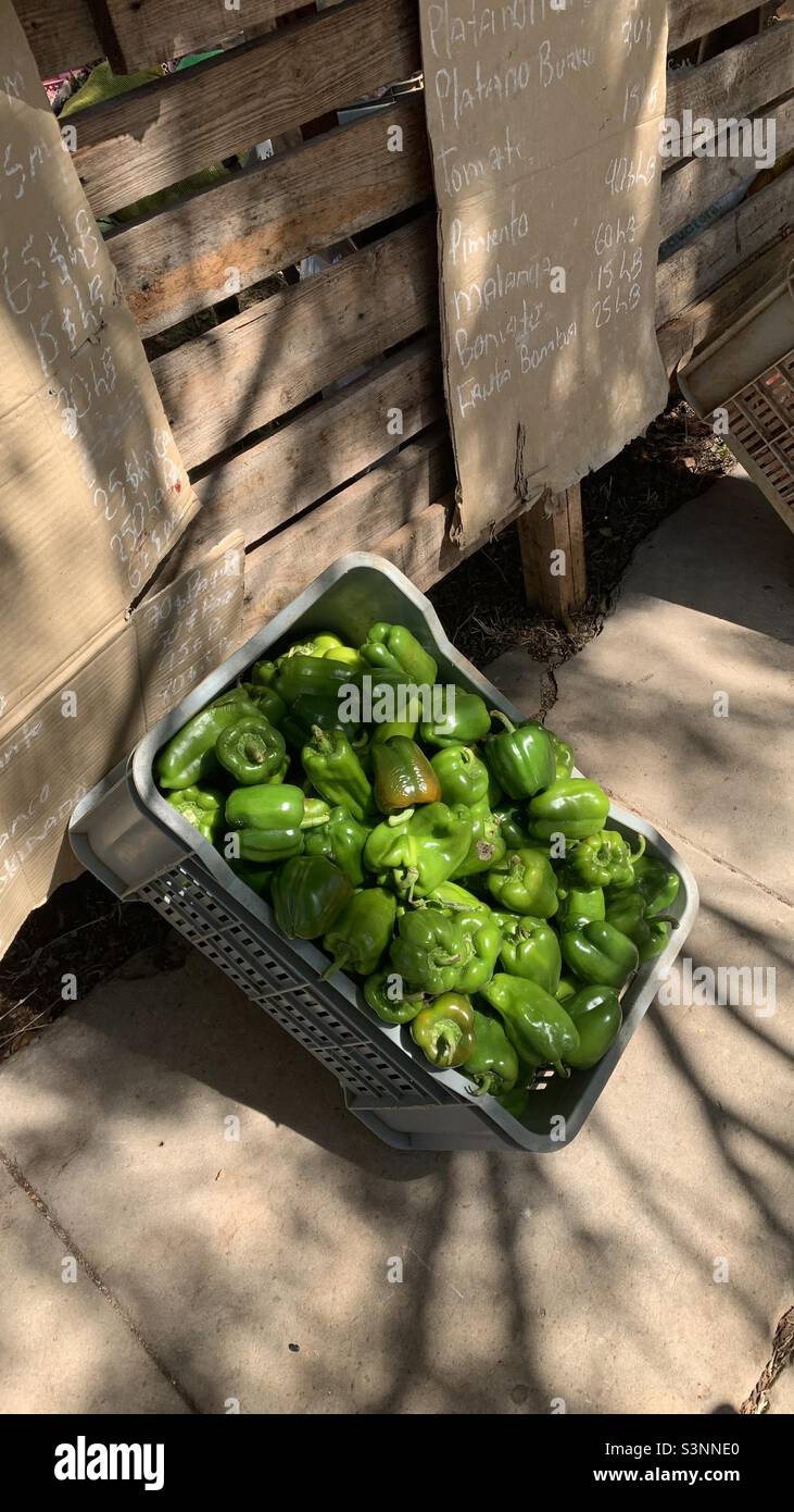 Green peppers priced 40 cuban pesos per pound on a street market, Havana, Cuba - Smartphone Captured Stock Image