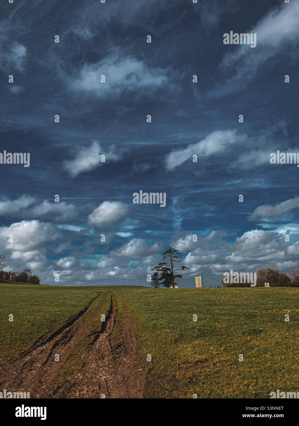 Tree and field against a blue sky with clouds - Smartphone Captured Stock Image