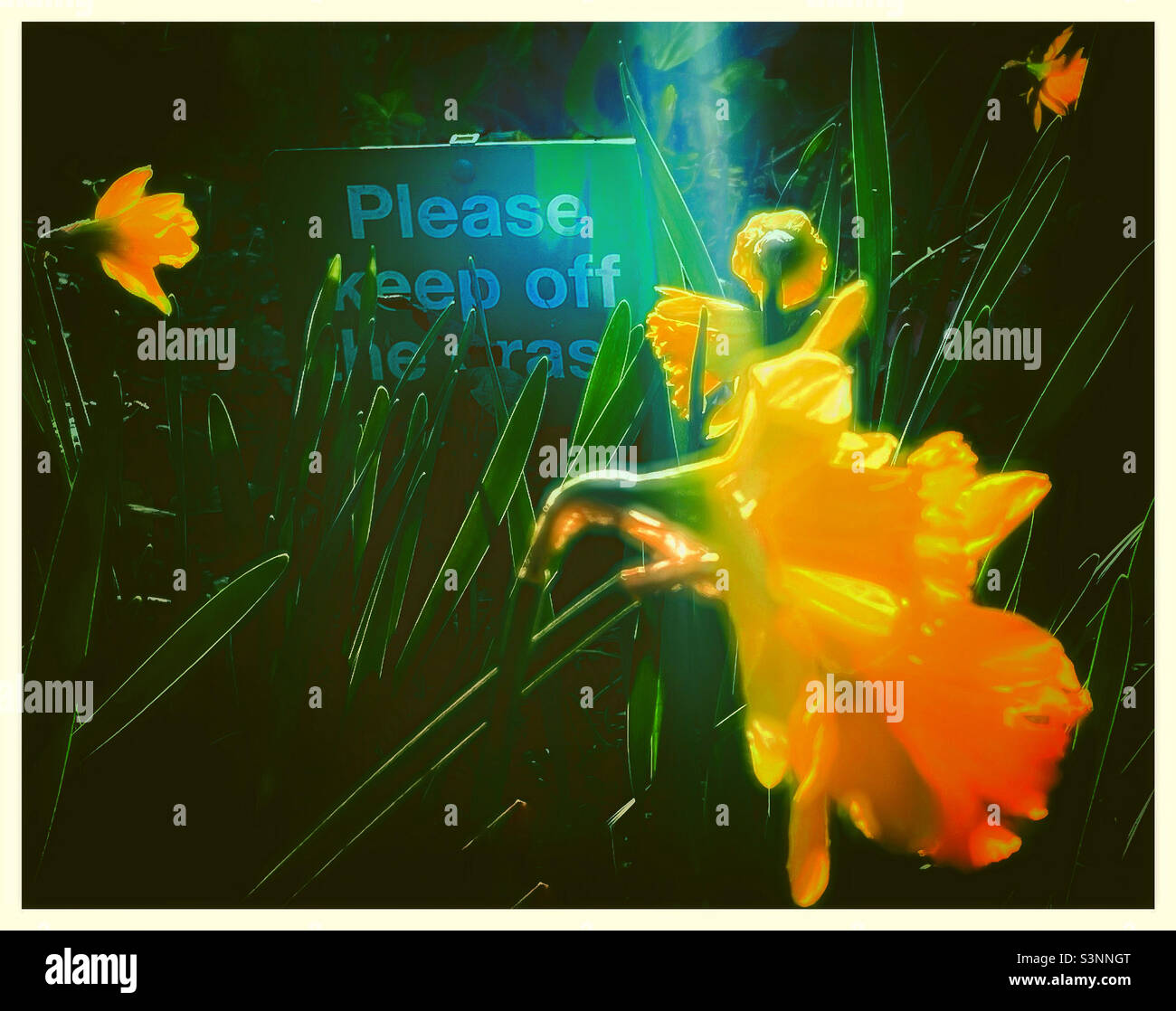 Spring flowers. - Smartphone Captured Stock Image