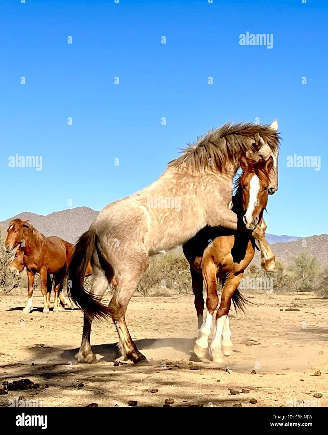 Wild horses mating Stock Photo - Alamy