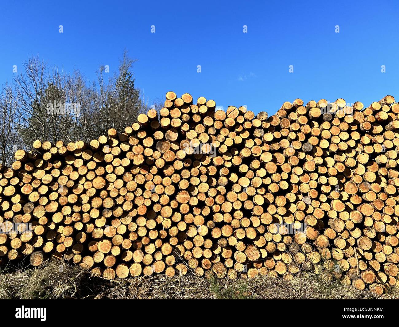 Huge stack of logs in a UK forest - Smartphone Captured Stock Image