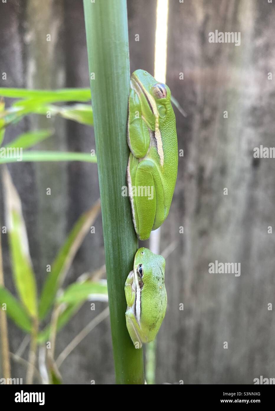 “Follow The Leader!” Stock Photo Alamy