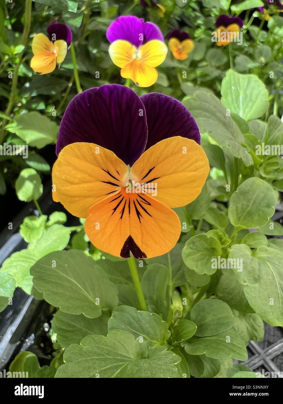 Pansy leaves hi-res stock photography and images - Alamy