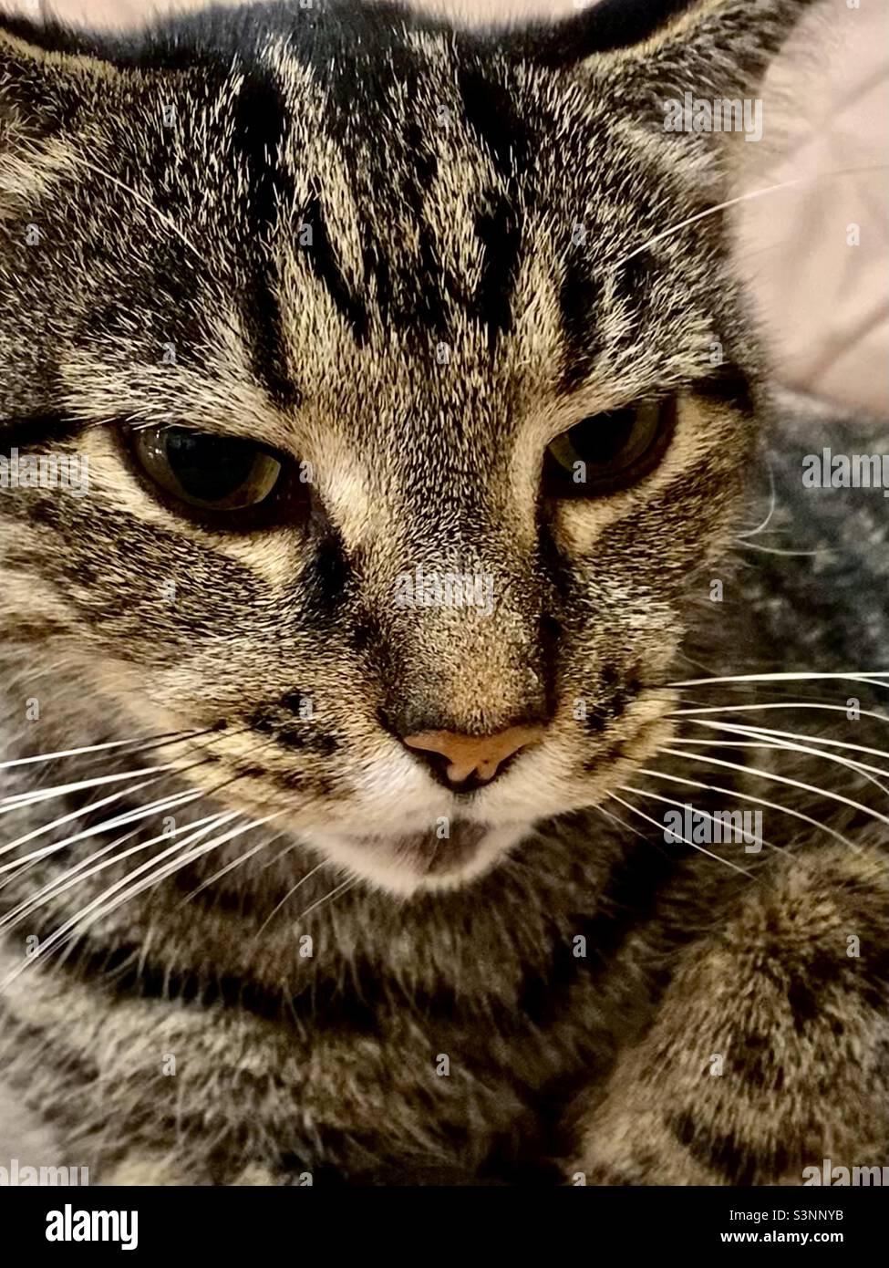 Tabby cat closeup; domestic short hair gray striped tabby cat face, whiskers, family pets Stock Photo