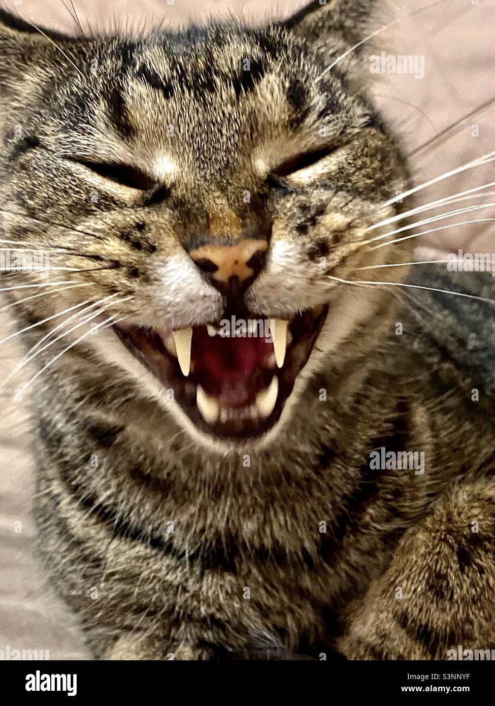 Smiling cat face; closeup of a yawning gray tabby cat showing fangs & whiskers; looks like he’s smiling or laughing, funny pet face Stock Photo
