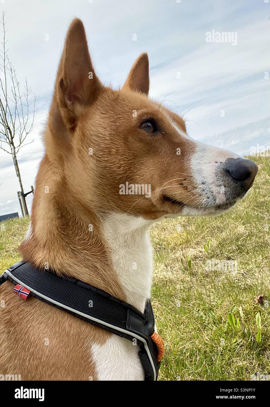 Cute male Basenji Stock Photo