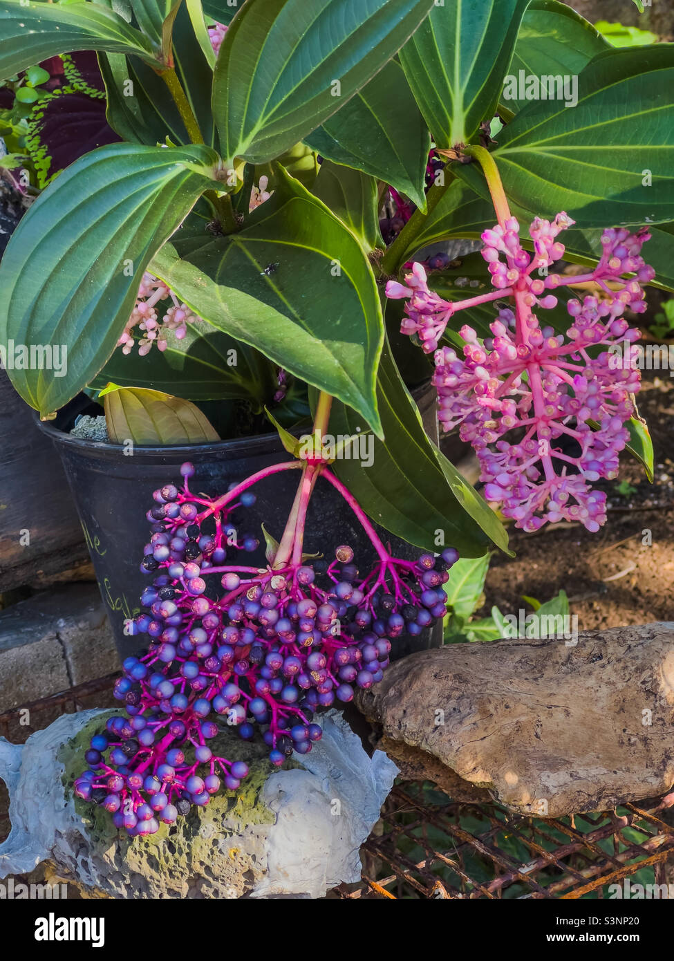 Showy medinilla medinilla magnifica hi-res stock photography and images ...