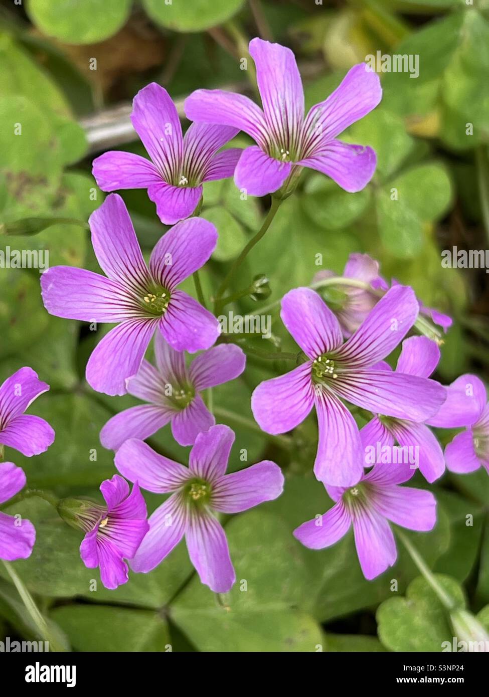Pink forest flowers hi-res stock photography and images - Alamy