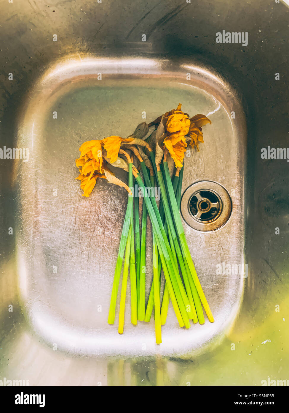 Dead daffodils in a kitchen sink - Smartphone Captured Stock Image