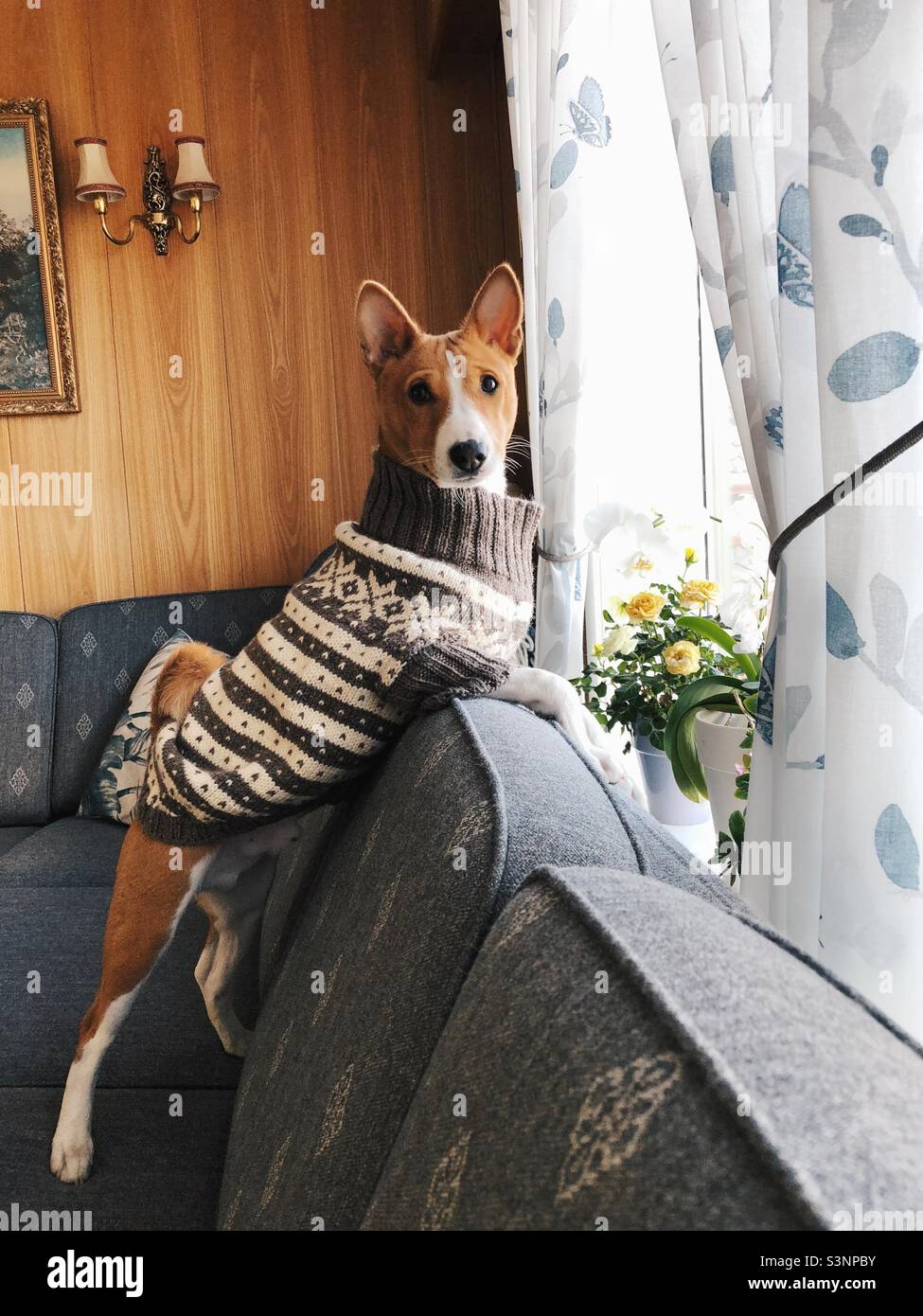 Adorable male Basenji puppy in knitted jumper Stock Photo