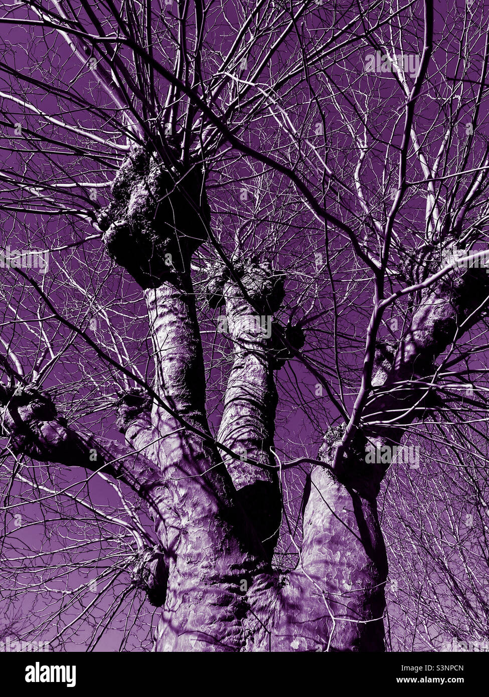Purple background behind winter tree - Smartphone Captured Stock Image