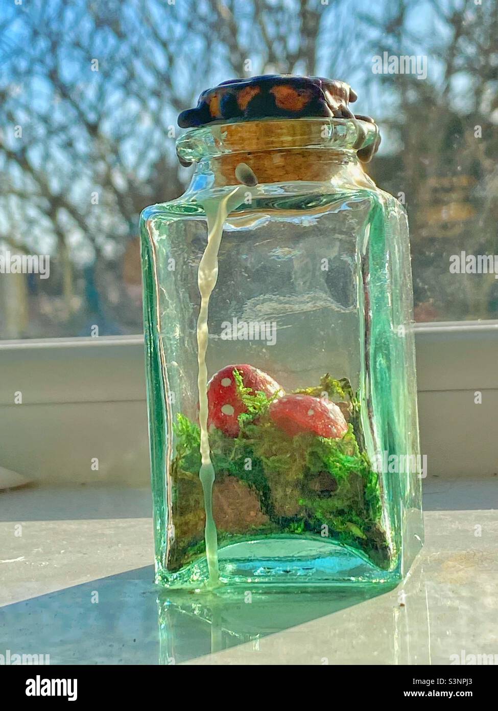 Mushrooms in a jar Stock Photo Alamy