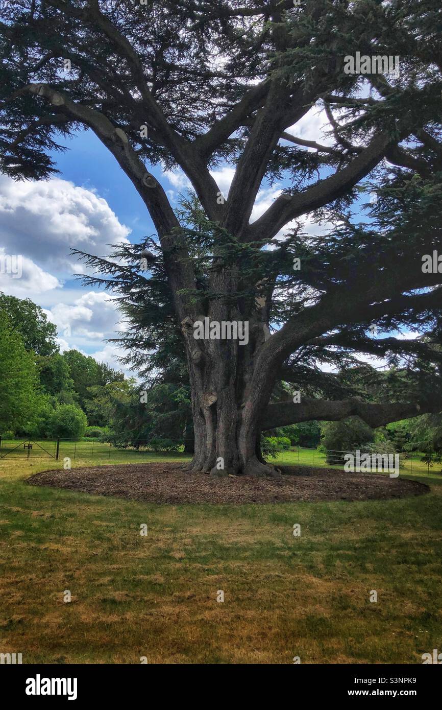Oldest tree in Enfield, North London Stock Photo Alamy